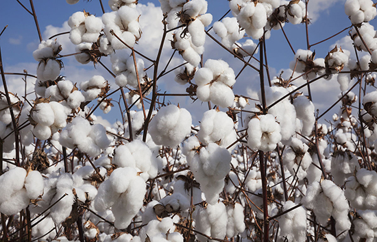 1528179675336674.jpg 棉花.jpg