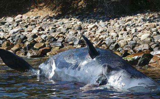 抹香鲸体内惊现22公斤塑料垃圾--意大利政府将拟定新法案：限制塑料使用！.jpg