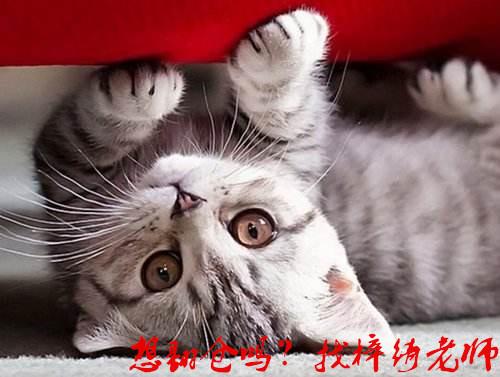 外汇EA期货股票比特币交易